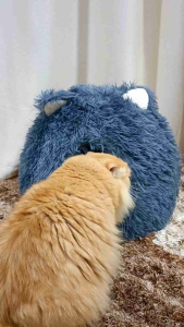 Cat House Black Furry Sleeping Bed | Fluffy Comfortable Cat Bed