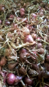5KG Bibit Bawang Merah Siap Tanam UMKM Lokal >Benih Bawang Merah Garut