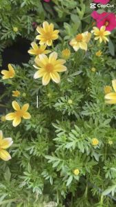 ไบเด้นดอกสีเหลือง ดอกไม้กินได้ กระถางขนาด 8 นิ้ว