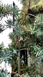 Rok Korean Style & Batik Panjang Wanita