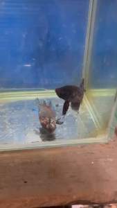 หม้อเมียมาเลย์ลูกร้อยพ่อเป็นลูกนอก ตัวผู้จากคอกผ่านสนาม หนังดีชันเชิงครบเครื่องสีตามรูปอายุ8เดือนพร้อมผสม