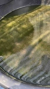 อาหารเสริมไรแดง สูตรไรบูม อามิ ชุดเพาะน้ำเขียว ไรแดง Macrocopa มาโครโคปา น้ำเขียว น้ำเขียวสาหร่ายคลอเรลา ชุดทำน้ำเขียวไรแดง