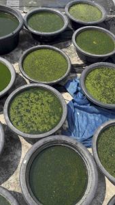 อามิ 3 ลิตร น้ำเขียว 3 ลิตร สาหร่ายคลอเรลา 100% ไรแดงมาโคร โครปา ปลากัด macrocropa