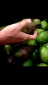 Buah Alpukat - Alpukat Mentega - Alpukat Mentega Premium