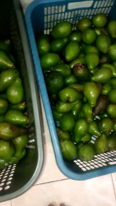 Buah Alpukat - Alpukat mentega - Alpukat Mentega Super Murah