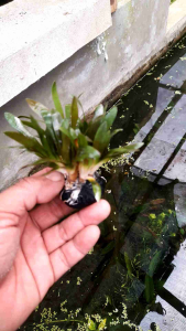 sabulata rosesli media wabikusa yah kaka