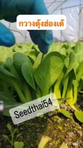 กวางตุ้งฮ่องเต้ต้วใหญ่อวบหวานกรอบ บรรจุ 1000-2000เมล็ด