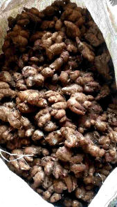 KENCUR MURAH FRESH  1 KG