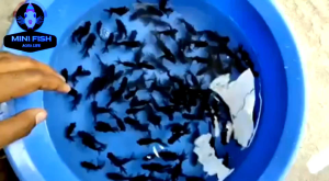 Black Moor Goldfish [ 2pcs | 3pcs | 5pcs ]