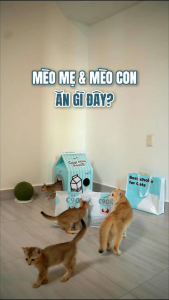 (Hỏa Tốc) Hạt cho mèo PetQ Hạt Churro C90 nhân thịt sữa non dầu động vật dễ tiêu hóa cho mèo con mèo lớn 1Kg