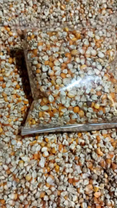 Jagung Pakan Ayam & Burung: Organik & Sehat