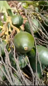 1kg buah jambe muda buah pinang Batara obat herbal tradisional