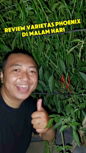 BENIH BIBIT CABE KERITING | PHOENIX 55 F1 10 GR | TAHAN VIRUS GEMINI