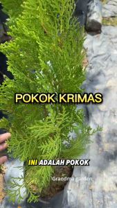 Thuja orientalis pine pokok hidup hiasan rumah live outdoor houseplant tumbuhan kebun bunga murah ^ (GG real plant)