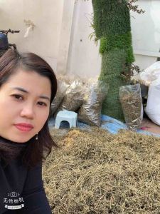 Combo 2kg Cà gai leo khô vụ mới hàng loại 1 sạch đẹp phơi nắng tự nhiên