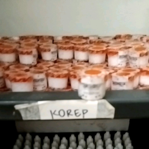 KOREP BN untuk mengobati korep dan infeksi jamur pada muka ayam