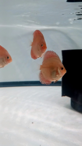 Discus Aquascape / Discus Pigeon tiger kualitas terbaik