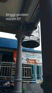 pur burung PEKSYpakan burungmakanan burungpakan burung cabul