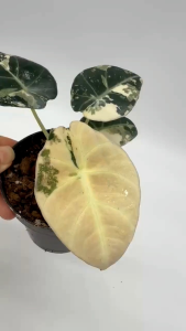 Alocasia Black Velvet Pink Variegatedไม้เยื่อด่างแล้วไม่ต้องลุ้น ชุดถุง 1ต้น