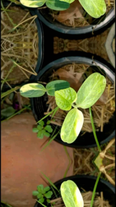 น้ำเต้าด่างผักสวนครัวด่างทานได้ปลูกประดับสวยๆก็ได้จร้าขายเป็นเมล็ดนะคะหนึ่งซองมี20เมล็ดค่ะ