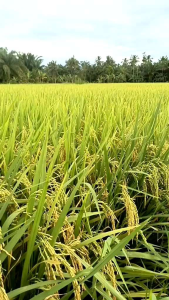 benih padi inpari 33 kemasan 5kg