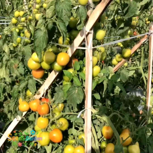 [TERMURAH] BIJI/BENIH TANAMAN TOMAT KARUNA (REPACK)