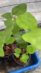 ต้นมะเดื่อฝรั่งอิรักกี้รุ่นกลาง ส่งทั้งกระถาง iraqi figs tree