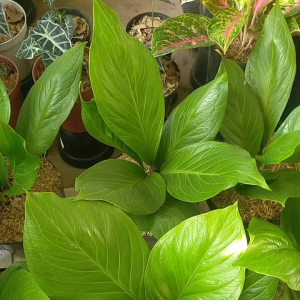 Tanaman Hias Anthurium Jenmani Cobra: Anakan & Remaja