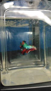(Same as photo) Multi Metallic Betta Fish Size S+ Ikan Laga Show Gred