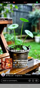铜钱草(枝条)money plant (branches)