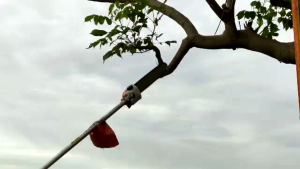 MESIN POTONG RUMPUT MODEL HONDA GX-35 KOMPLIT CHAINSAW KAYU