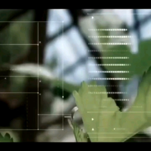 Minyak Oles Bokashi 140 ml/Minyak Bokashi Jumbo