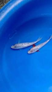 JAPAN GINRIN ASAGI 25cm from Hoshikin Farm  RM688 per koi + FREE SHIPPING