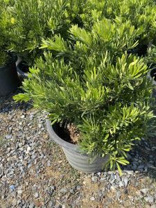 ต้นสนใบพาย#ทรงพุ่ม#Size Jumbo ถอดกระถางส่ง