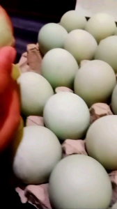 BISA (COD) Telor asin masir dan berminyak isi 10butir free buble warp ukuran super