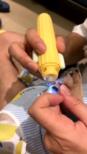 ตะไบเล็บไฟฟ้า Aiwo Cactus Nail Grinder สำหรับ หมา แมว ใช้งานสะดวก ไร้สาย มีไฟ ด้ามจับลายกระบองเพชร พลาสติกเนื้อเกรดพรีเมี่ยม