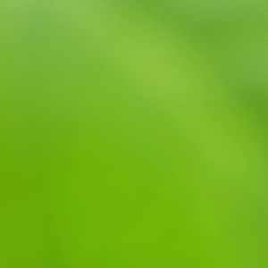 ต้นหูเสือ รากเดิน พร้อมปลูก