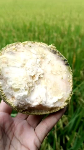 มะขวิดแบบลูกดิบ เป็นผลไม้โบราณหาทานยากมาก ลูกละ39บาท ขนาดลูก 500-800 กรัม ดิบเหมาะเอาไปตำ จิ้มพริกเกลือน้ำปลาร้าแซ่บมาก