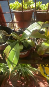 Nepenthes different variety)
