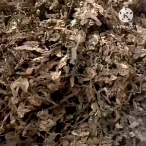 ♨️ม า แ ล้ ว ❗อ ร่ อ ย  เฉาก๊วยแท้ แบบเส้นโชริ⛩️เกรดพรีเมี่ยม เหนียวหนึบเด้ง   หอม อร่อย1กก