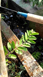Golok Kebun Baja: Alat Pemotong Bambu & Pohon