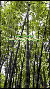 ไผ่เก้าดาวโคลัมเบีย ไผ่เก้าดาว ไผ่ใช้ลำ ไผ่สวยงาม เเข็งเเรง ต้นพันธุ์  แพ็คคู่ 2 ต้น 370 ฿