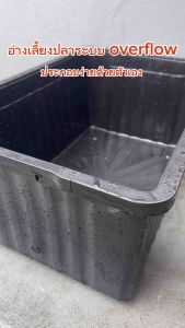 อ่างเลี้ยงปลา 65 ลิตร overflow 64x44x31ซ. ท่อสีฟ้า (กล่องสีขาวครีม) ระบบวาวล์ปิดเปิดน้ำได้ กะบะเลี้ยงปลา อ่างเลี้ยงปลา ปลาเมกาดะ