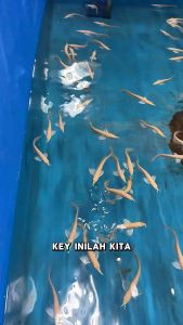 LIVE FISH | Silver Albino Arowana