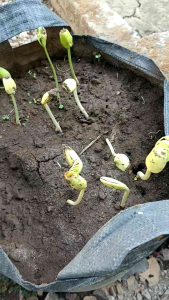 500gram Biji Benih Sengon Buto / SENGON TOKEK