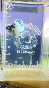 อาหารและอุปกรณ์ตกแต่งตู้🐠 น้องเป็น RH เรดเฮด ช. น้องเป็น🐠เนื้อขาว ตาเพชรเต็มทั้งสองข้าง อายุ 3 เดือน ความยาว 3 cm. สอบถามเพิ่มเติมทางแชทได้ครับ