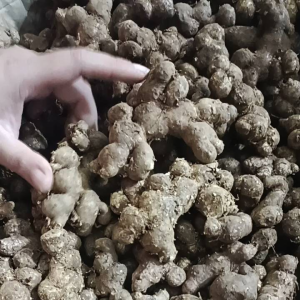 500g Gừng đen( NGẢI ĐEN) tươi loại già đào rừng . không pha trộn hàng trồng.