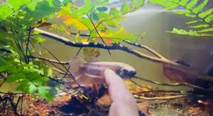 Betta Tomi Kota Tinggi( Pair)