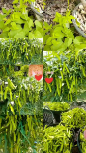 เมล็ดพันธุ์ถั่วพูใบไผ่ 50 เมล็ด 69 บาทซื้อ 2 แถม 1