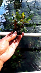 Tanaman Aquarium Unik: Media Wabikusa & Tumbuhan Air Bucephalandra